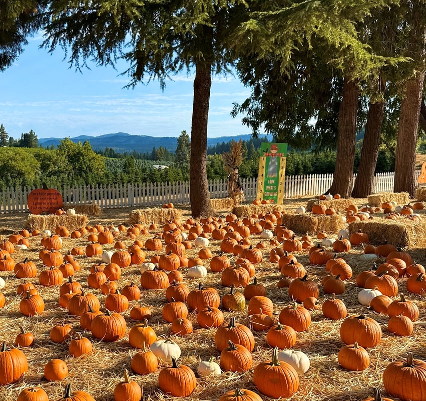 Apple Hill Placerville California