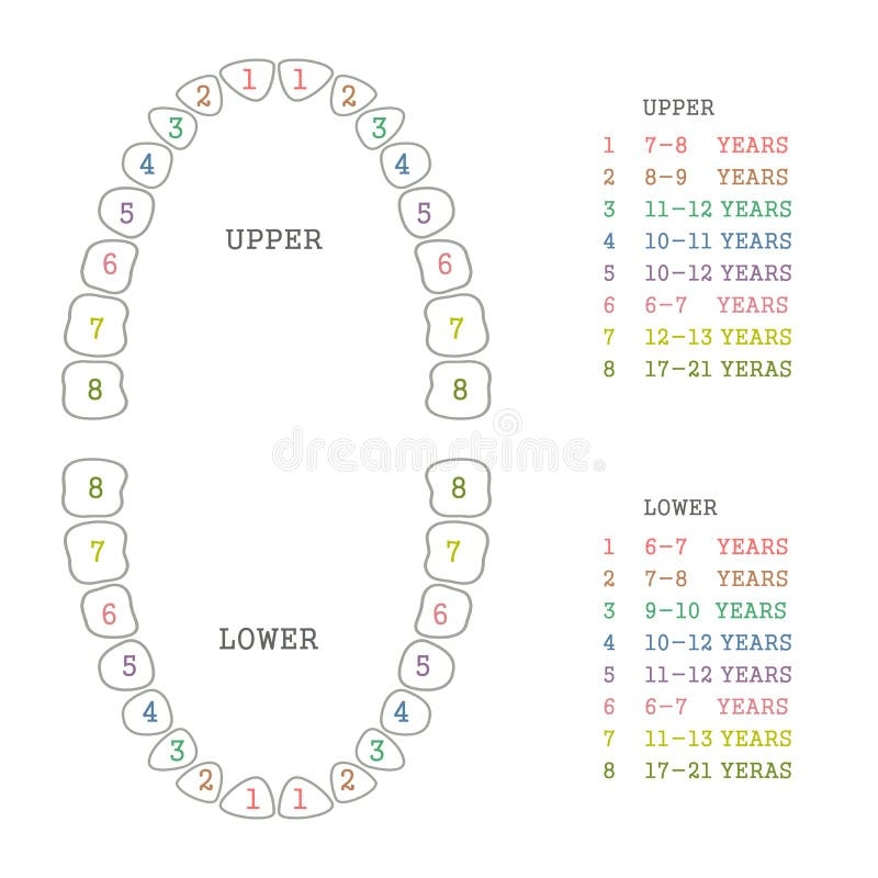 teeth chart printable