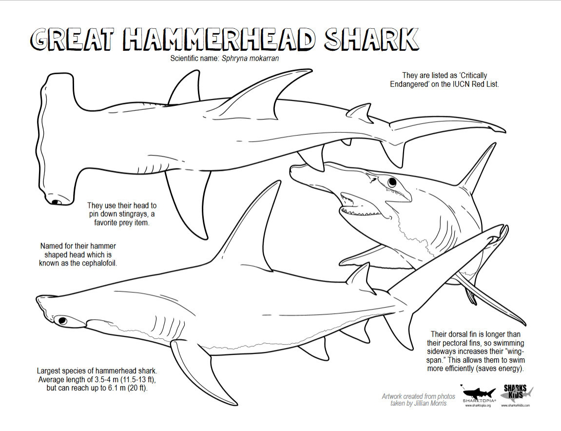 COLORING SHEETS Sharks4kids