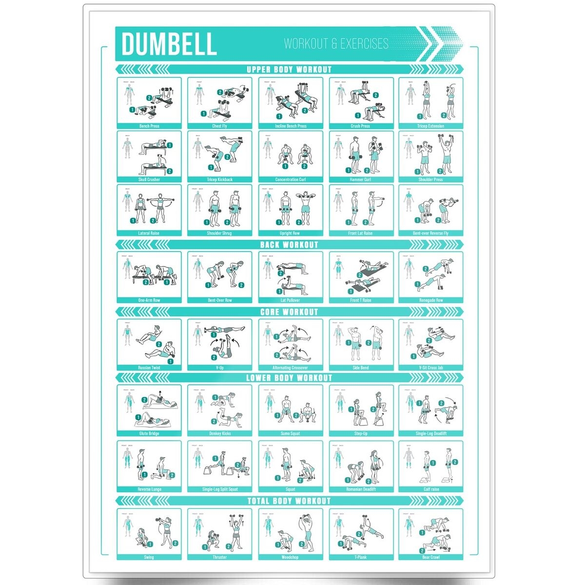 Dumbbell Workout Chart Poster Training Exercise Print Perfect To Build Muscle EBay UK