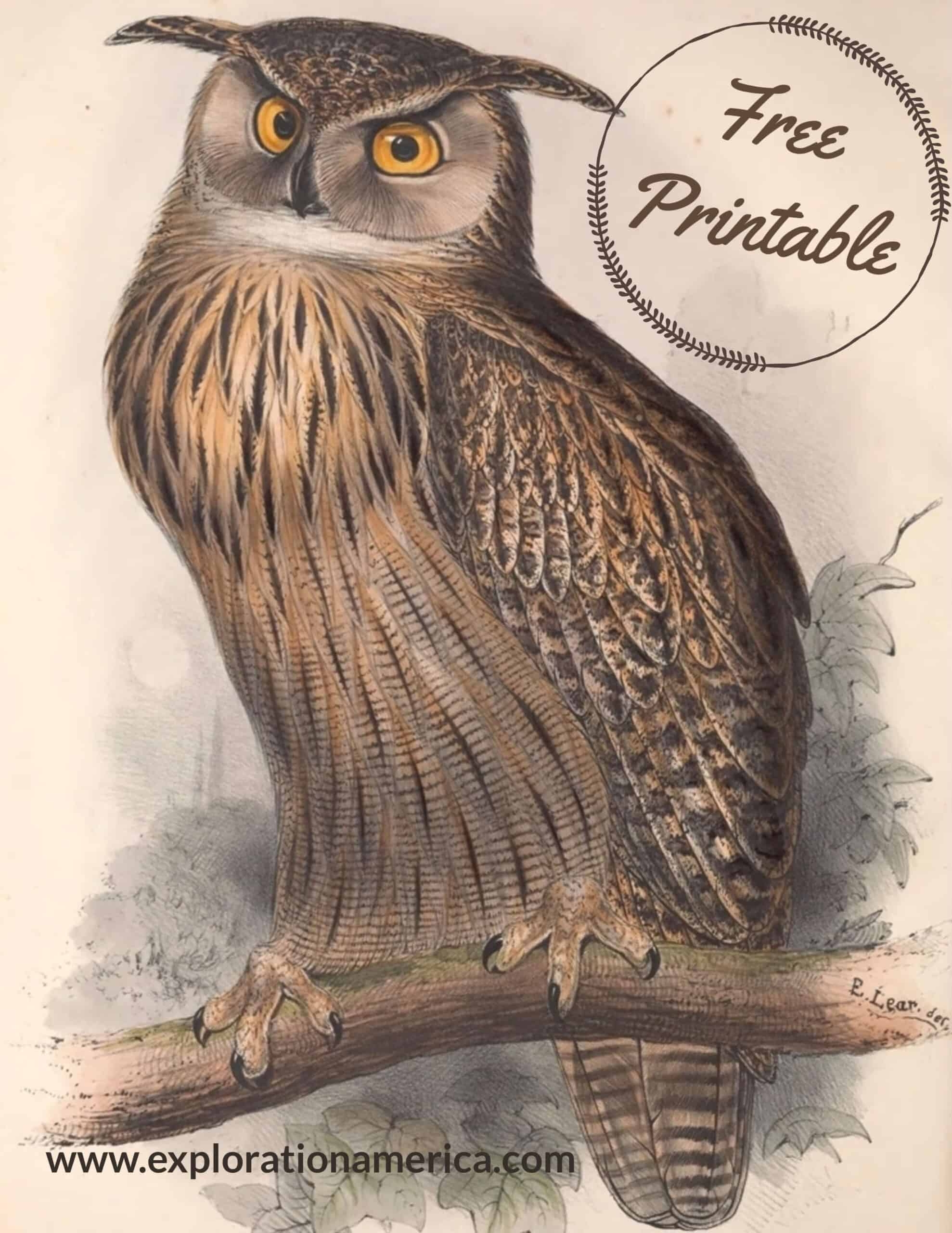 free printable owl pictures