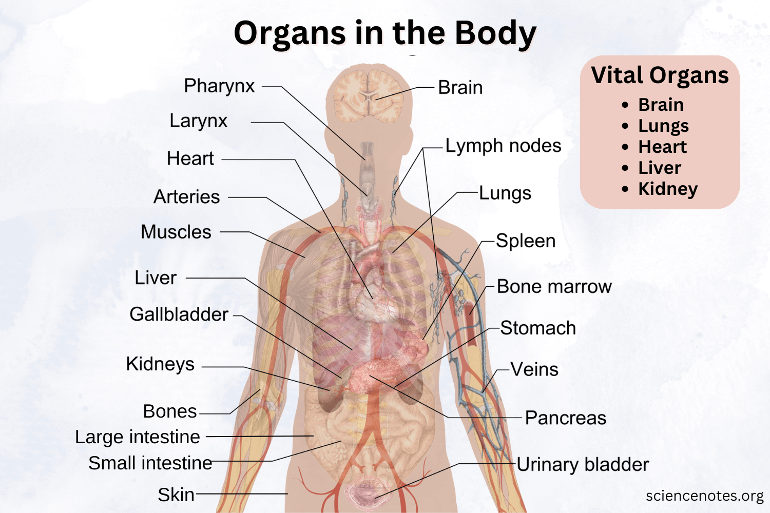printable diagram of human body