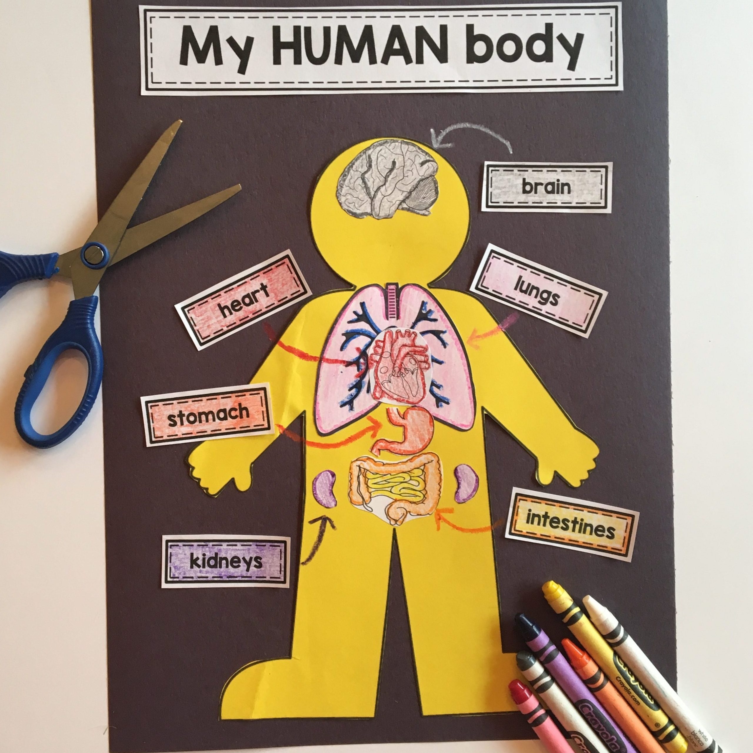 Parts Of The Body Activity Life Size Human Body Collaborative 