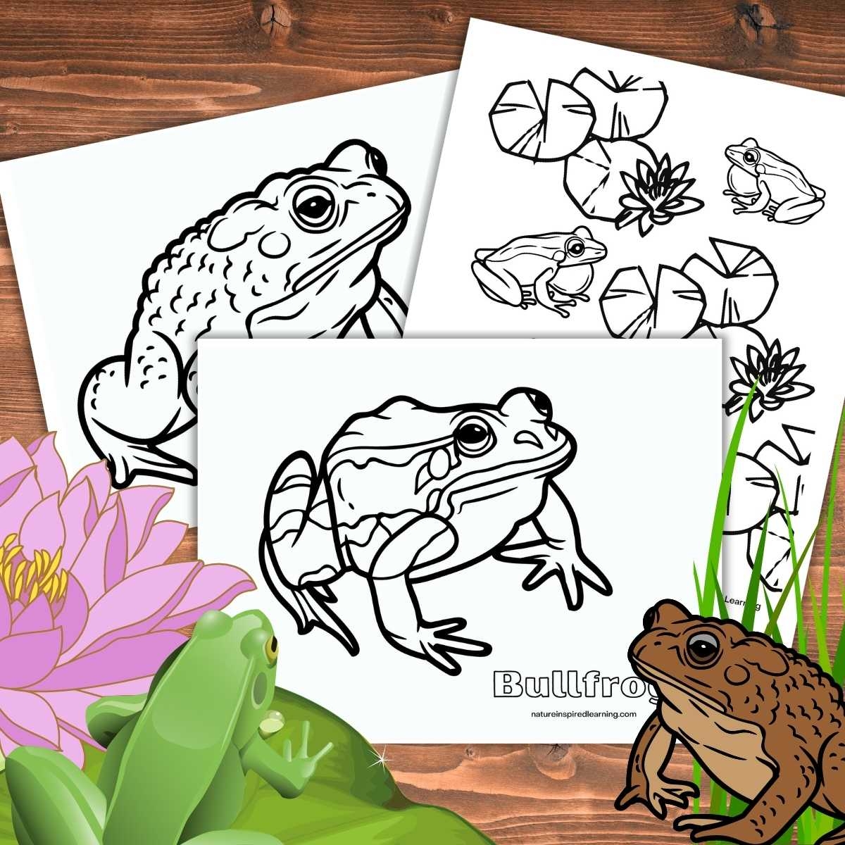 Realistic Frog Coloring Pages