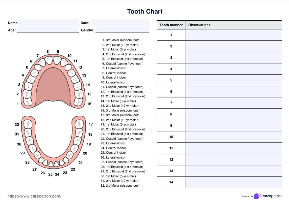 Tooth Chart U0026 Example Free PDF Download