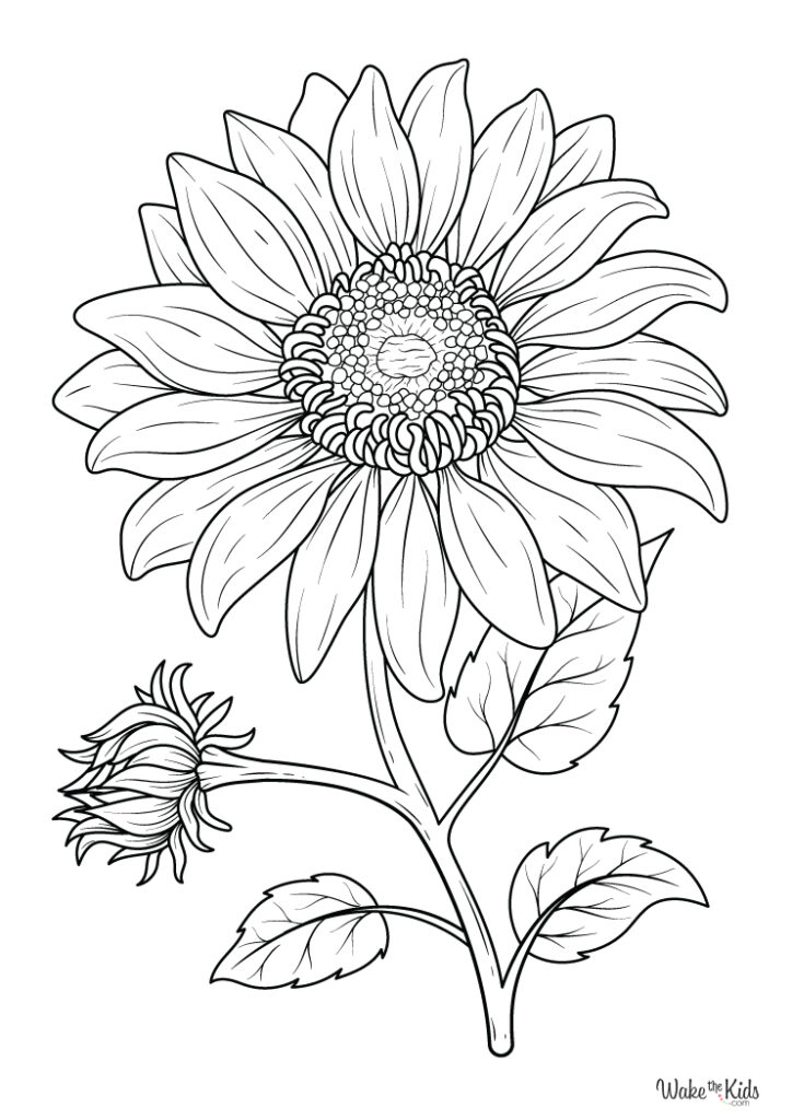 Classroom worksheets laid out for color activity